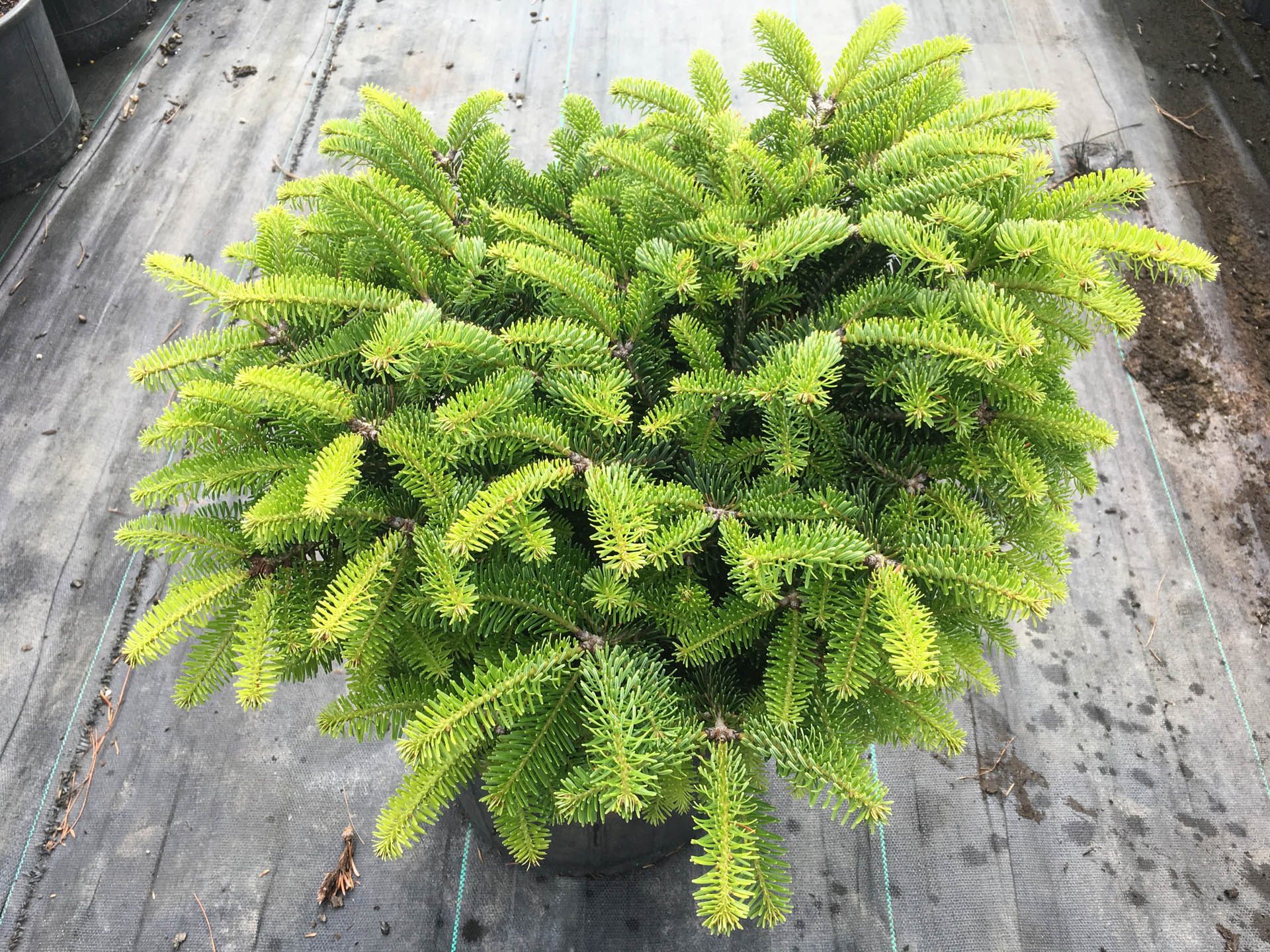 Abies nordmanniana 